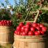 Що означає збирати яблука уві сні — нюанси тлумачення