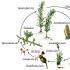 Hlavné charakteristiky rastlín Absencia svalového a nervového tkaniva