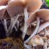 버섯의 구조.  모자 버섯.  특성, 필수 활동, 구조적 특징 버섯 그림의 내부 구조