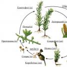 Karakteristikat kryesore të bimëve Mungesa e indit muskulor dhe nervor