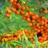 Sea buckthorn: how to grow a tree and the benefits of berries