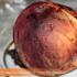 Salad with beets and herring, but not fur coat: recipe with step-by-step photos Beet salad with herring and onions