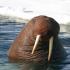 Photo of a walrus - breeding walruses