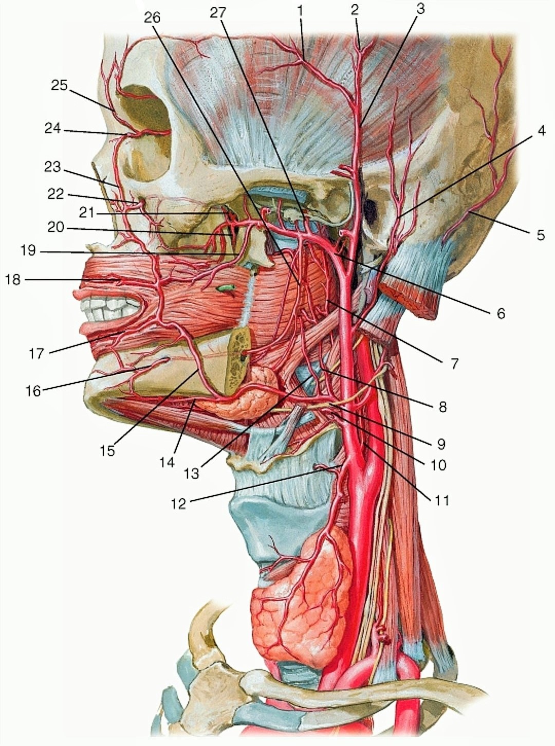 Где находится сонная артерия слева. Наружная Сонная артерия анатомия ветви. Ветви сонной артерии анатомия. Сонная артерия топография анатомия. Наружная Сонная артерия топография.